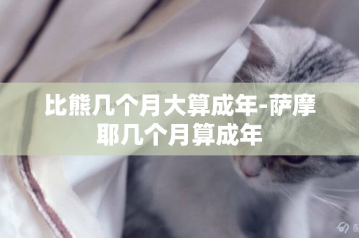 比熊幾個月大算成年-薩摩耶幾個月算成年