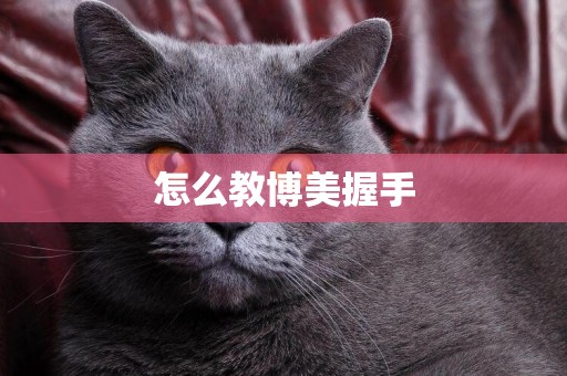 怎么教博美握手