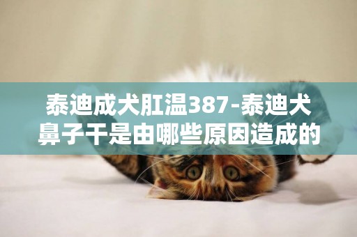 泰迪成犬肛溫387-泰迪犬鼻子干是由哪些原因造成的