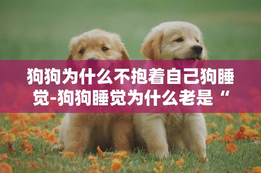 狗狗為什么不抱著自己狗睡覺-狗狗睡覺為什么老是“挨”著你