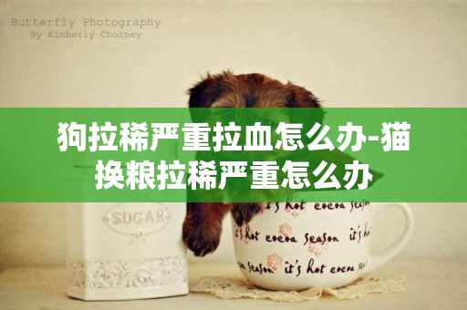狗拉稀嚴重拉血怎么辦-貓換糧拉稀嚴重怎么辦