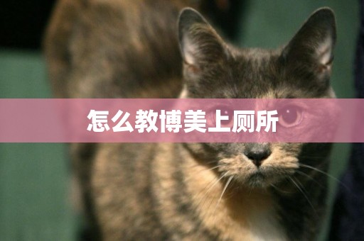 怎么教博美上廁所