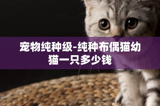 寵物純種級-純種布偶貓幼貓一只多少錢