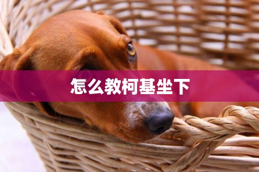 怎么教柯基坐下