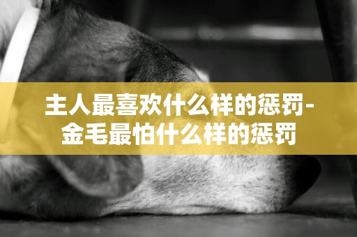主人最喜歡什么樣的懲罰-金毛最怕什么樣的懲罰