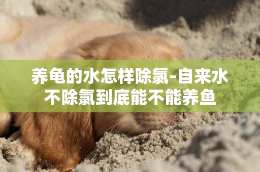 養龜的水怎樣除氯-自來水不除氯到底能不能養魚