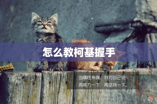 怎么教柯基握手