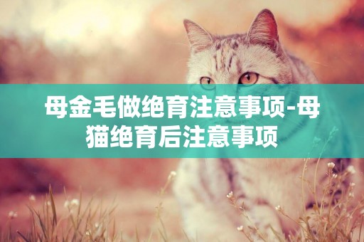 母金毛做絕育注意事項-母貓絕育后注意事項