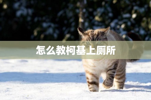 怎么教柯基上廁所