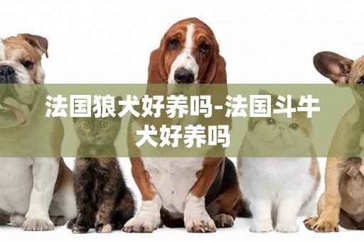 法國狼犬好養嗎-法國斗牛犬好養嗎