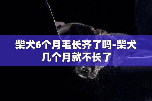 柴犬6個月毛長齊了嗎-柴犬幾個月就不長了