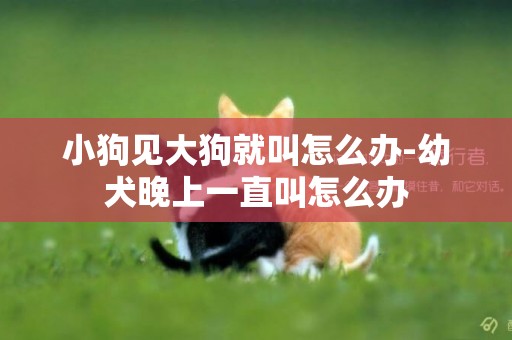 小狗見大狗就叫怎么辦-幼犬晚上一直叫怎么辦
