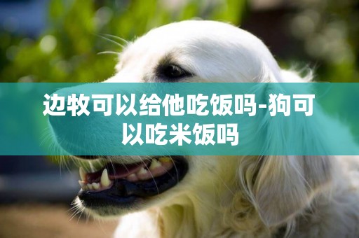 邊牧可以給他吃飯嗎-狗可以吃米飯嗎