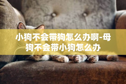 小狗不會帶狗怎么辦啊-母狗不會帶小狗怎么辦
