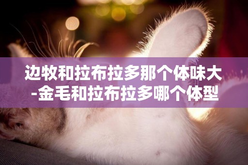 邊牧和拉布拉多那個體味大-金毛和拉布拉多哪個體型大
