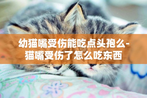 幼貓嘴受傷能吃點頭孢么-貓嘴受傷了怎么吃東西