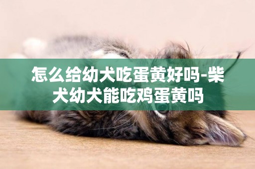 怎么給幼犬吃蛋黃好嗎-柴犬幼犬能吃雞蛋黃嗎
