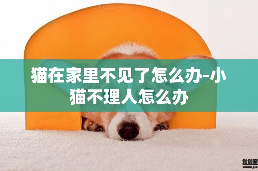 貓在家里不見了怎么辦-小貓不理人怎么辦