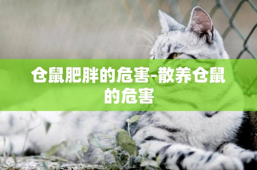倉鼠肥胖的危害-散養倉鼠的危害