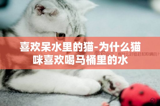 喜歡呆水里的貓-為什么貓咪喜歡喝馬桶里的水