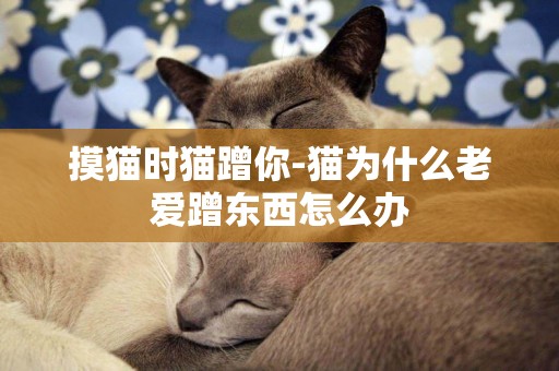 摸貓時貓蹭你-貓為什么老愛蹭東西怎么辦