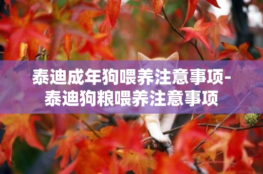 泰迪成年狗喂養注意事項-泰迪狗糧喂養注意事項