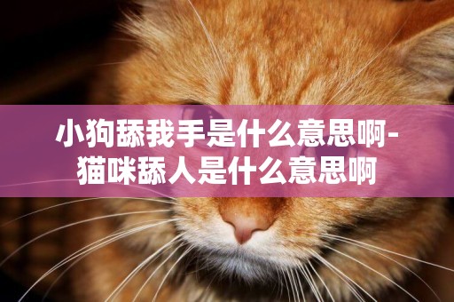 小狗舔我手是什么意思啊-貓咪舔人是什么意思啊