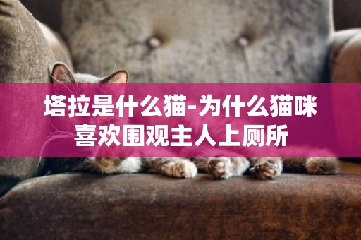 塔拉是什么貓-為什么貓咪喜歡圍觀主人上廁所
