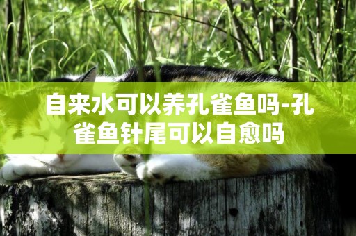 自來水可以養孔雀魚嗎-孔雀魚針尾可以自愈嗎