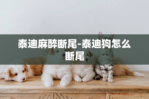 泰迪麻醉斷尾-泰迪狗怎么斷尾