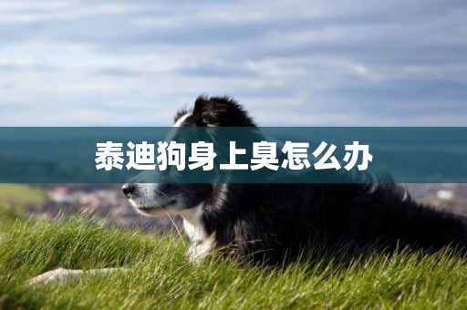 泰迪狗身上臭怎么辦