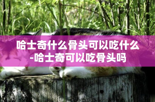 哈士奇什么骨頭可以吃什么-哈士奇可以吃骨頭嗎
