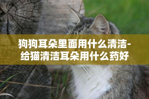 狗狗耳朵里面用什么清潔-給貓清潔耳朵用什么藥好