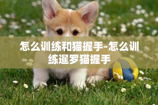 怎么訓練和貓握手-怎么訓練暹羅貓握手
