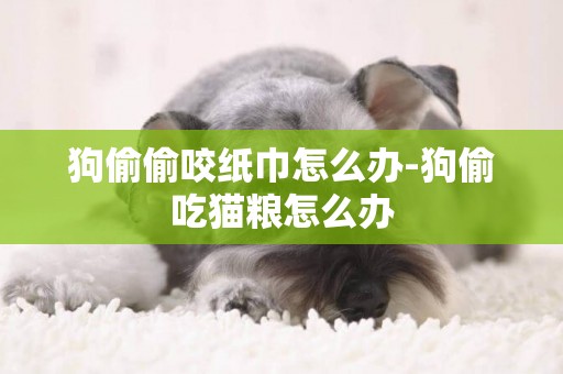 狗偷偷咬紙巾怎么辦-狗偷吃貓糧怎么辦