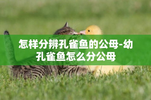 怎樣分辨孔雀魚的公母-幼孔雀魚怎么分公母