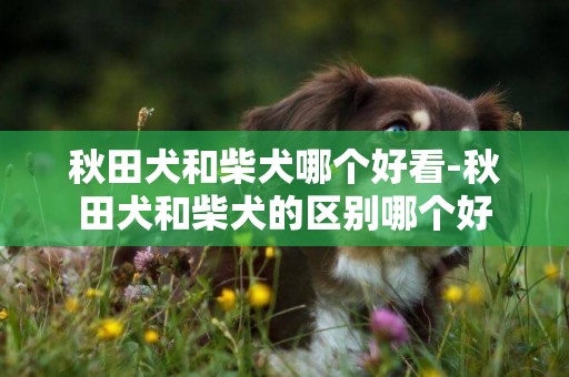 秋田犬和柴犬哪個好看-秋田犬和柴犬的區別哪個好