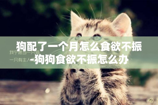 狗配了一個月怎么食欲不振-狗狗食欲不振怎么辦