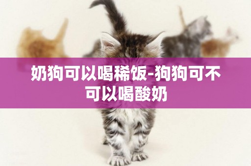 奶狗可以喝稀飯-狗狗可不可以喝酸奶