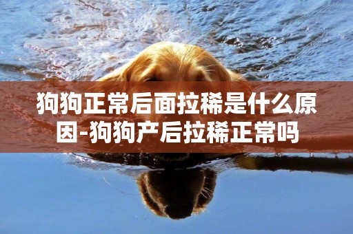 狗狗正常后面拉稀是什么原因-狗狗產后拉稀正常嗎