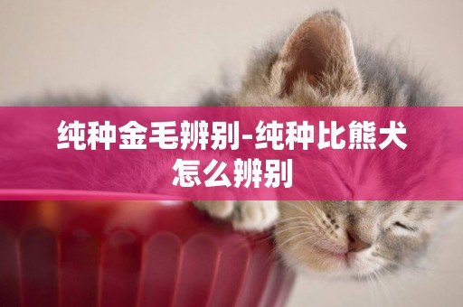 純種金毛辨別-純種比熊犬怎么辨別