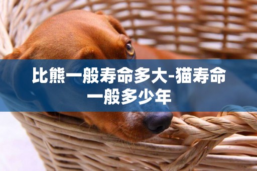 比熊一般壽命多大-貓壽命一般多少年