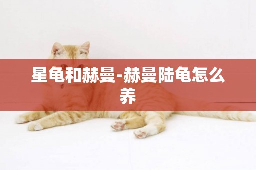 星龜和赫曼-赫曼陸龜怎么養