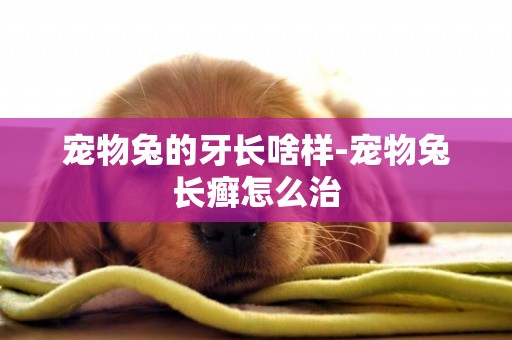 寵物兔的牙長啥樣-寵物兔長癬怎么治