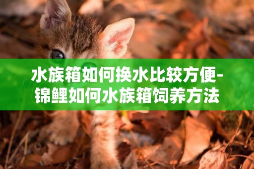 水族箱如何換水比較方便-錦鯉如何水族箱飼養方法