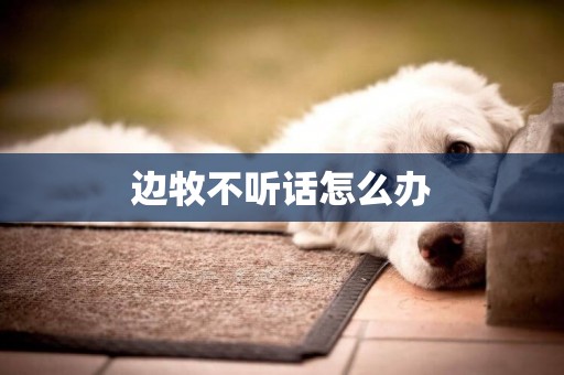 邊牧不聽話怎么辦