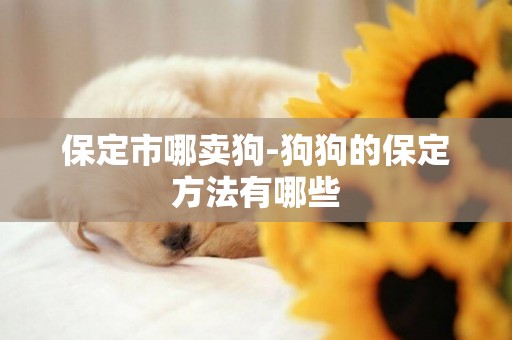 保定市哪賣狗-狗狗的保定方法有哪些