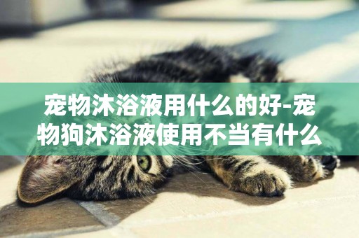 寵物沐浴液用什么的好-寵物狗沐浴液使用不當有什么影響