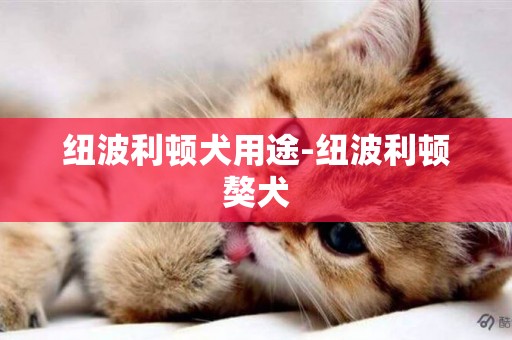 紐波利頓犬用途-紐波利頓獒犬