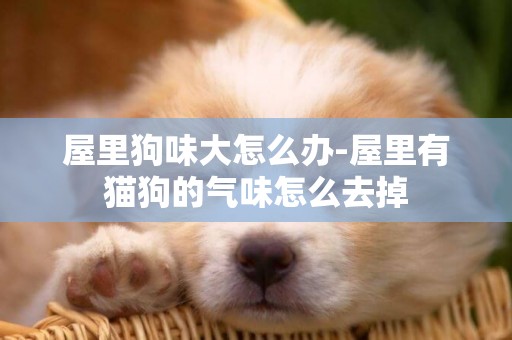 屋里狗味大怎么辦-屋里有貓狗的氣味怎么去掉